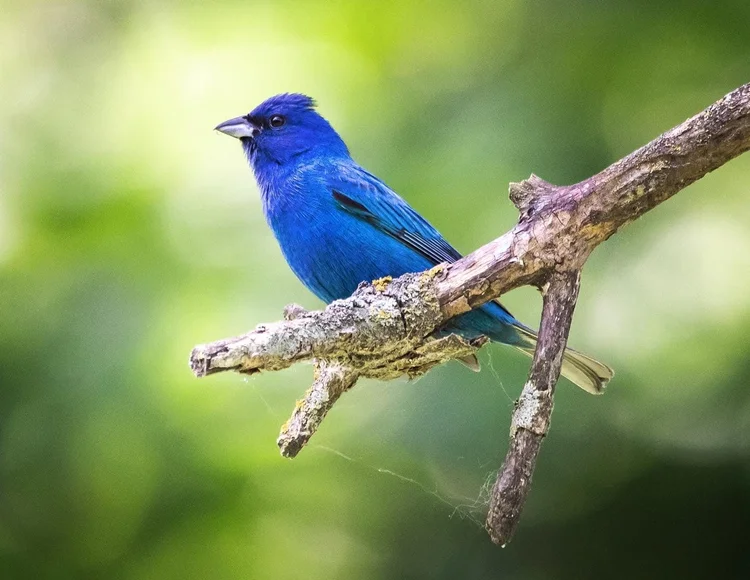 Art and nature photograph 1 by Katie Voelker
