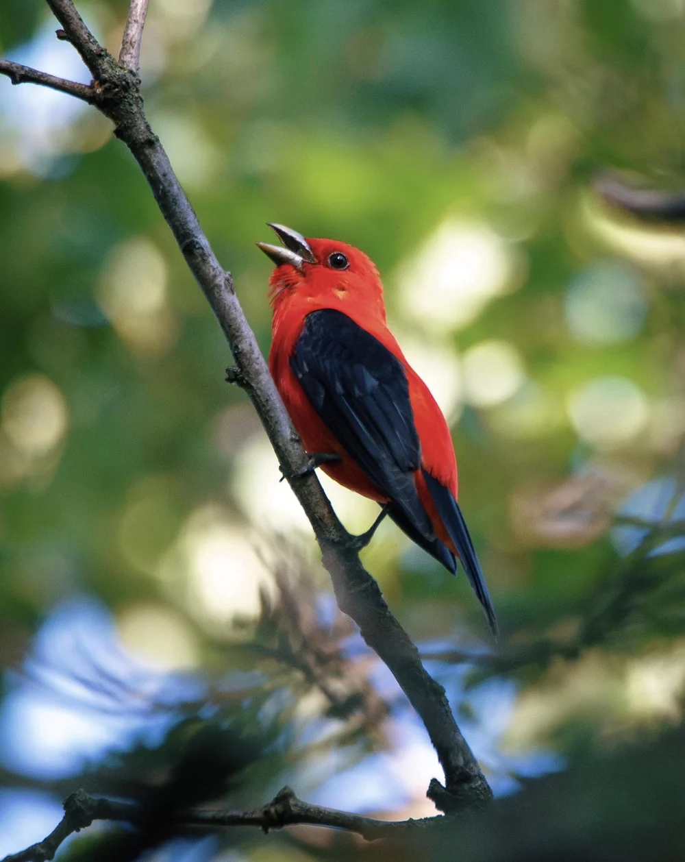 Art and nature photograph 7 by Katie Voelker