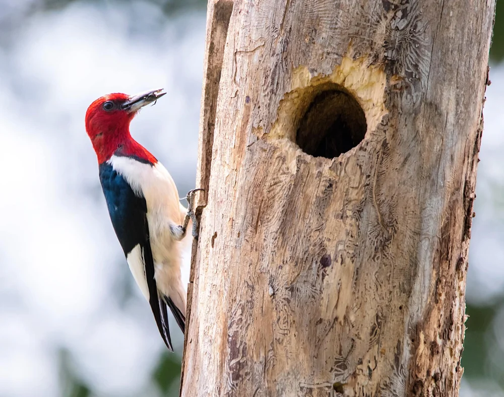 Art and nature photograph 11 by Katie Voelker